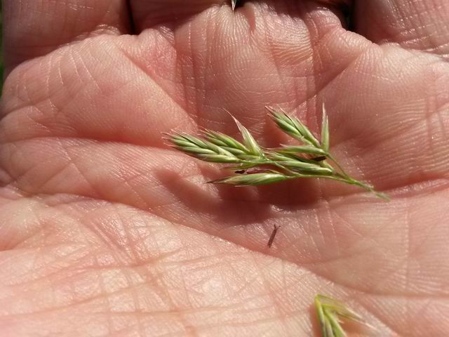 Lolium arundinaceum (=Festuca arundinacea ) / Festuca falascona